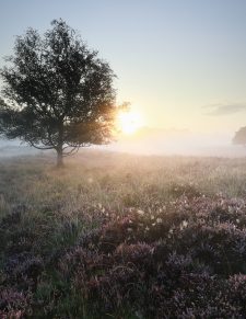 quiet beautiful misty sunrise over heathland in summer